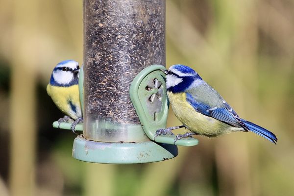 Bird Feeder Mounting Service in Salt Lake City