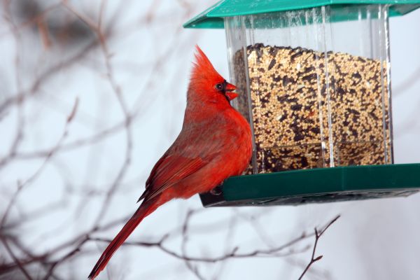 Bird Feeder Hanging in Salt Lake City