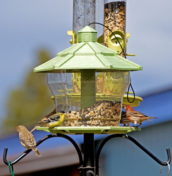 Bird Feeder Installation in Salt Lake City